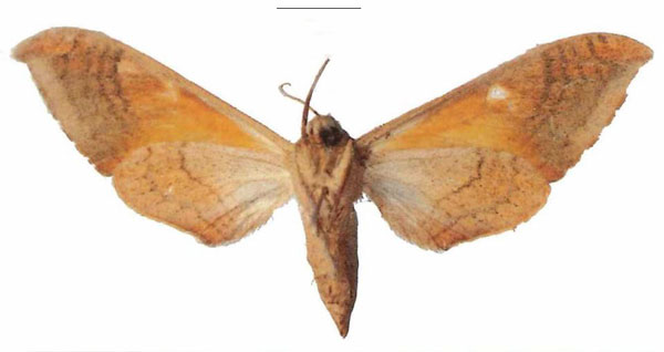 /filer/webapps/moths/media/images/A/axis_Pseudoclanis_PTF_Dargeb.jpg