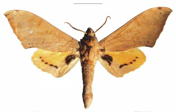 /filer/webapps/moths/media/images/A/axis_Pseudoclanis_PTM_Kleinera.jpg