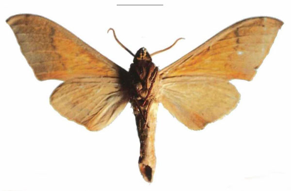 /filer/webapps/moths/media/images/A/axis_Pseudoclanis_PTM_Kleinerb.jpg