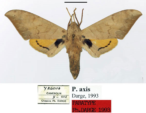 /filer/webapps/moths/media/images/A/axis_Pseudoclanis_PT_Basquin_6Yfmfaf.jpg