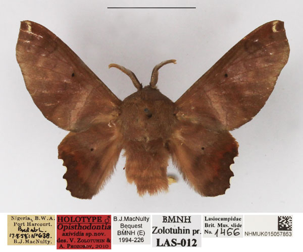 /filer/webapps/moths/media/images/A/axividia_Opisthodontia_HT_NHMUK.jpg