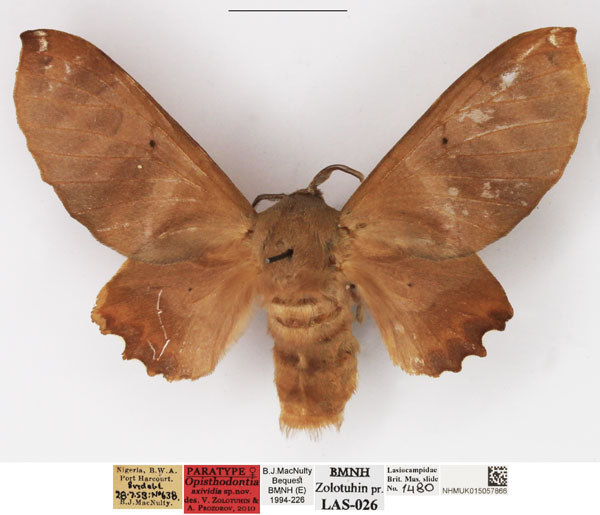/filer/webapps/moths/media/images/A/axividia_Opisthodontia_PTF_NHMUK.jpg