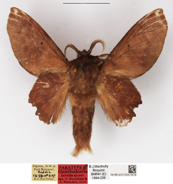 /filer/webapps/moths/media/images/A/axividia_Opisthodontia_PTM_NHMUK.jpg