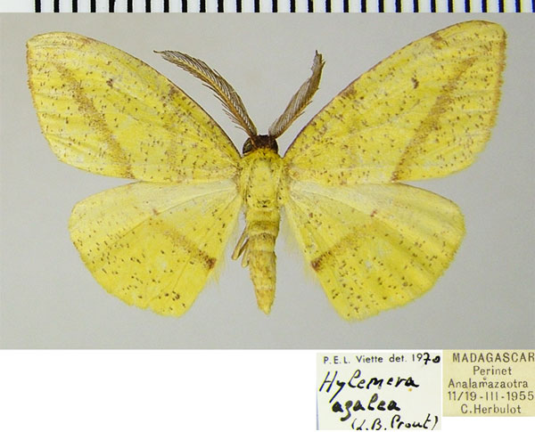 /filer/webapps/moths/media/images/A/azalea_Hylemera_AM_ZSMa.jpg
