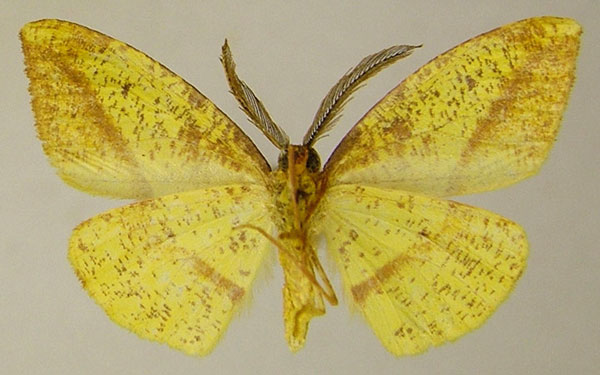 /filer/webapps/moths/media/images/A/azalea_Hylemera_AM_ZSMb.jpg