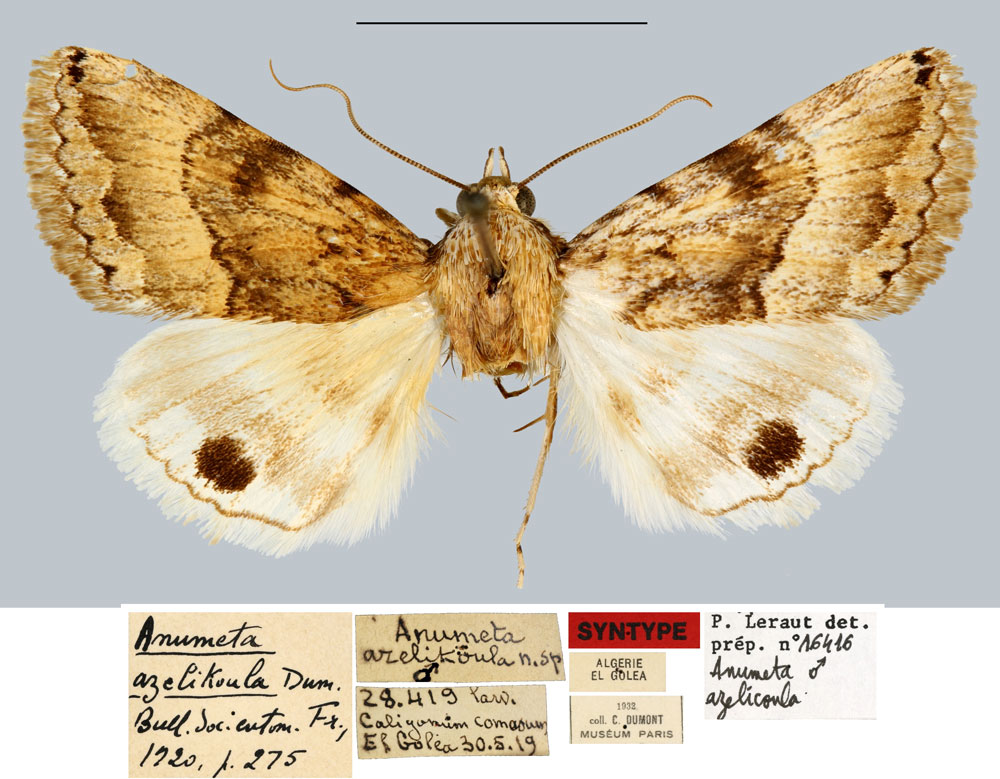 /filer/webapps/moths/media/images/A/azelikoula_Anumeta_STM_MNHN.jpg