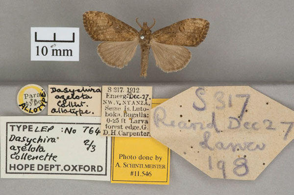 /filer/webapps/moths/media/images/A/azelota_Dasychira_AT_OUMNH_01.jpg
