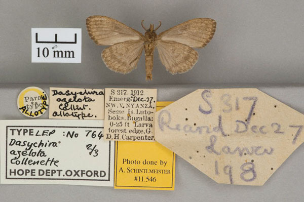 /filer/webapps/moths/media/images/A/azelota_Dasychira_AT_OUMNH_02.jpg