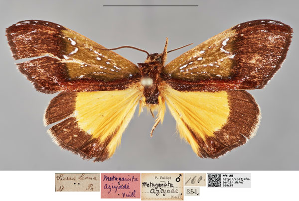 /filer/webapps/moths/media/images/A/aziyade_Metagarista_HT_MfNa.jpg