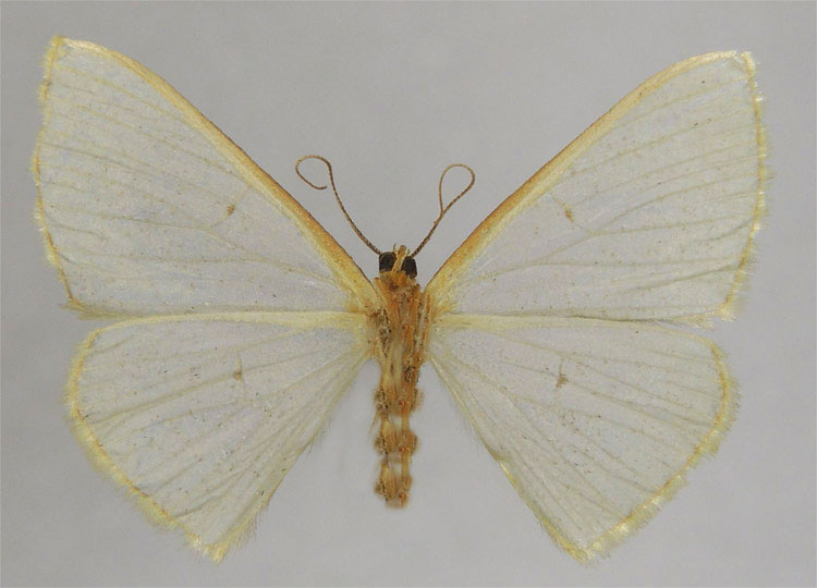 /filer/webapps/moths/media/images/A/azona_Zamarada_HT_ZSMb.jpg