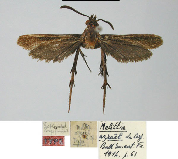 /filer/webapps/moths/media/images/A/azrael_Melittia_HT_MNHN.jpg