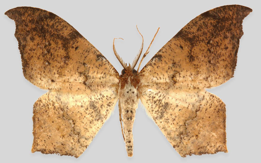 /filer/webapps/moths/media/images/B/baaka_Mesothisa_HT_Karischa.jpg