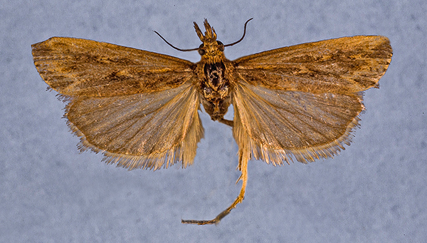/filer/webapps/moths/media/images/B/baanadirensis_Ht_f_1c.jpg