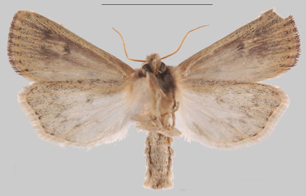 /filer/webapps/moths/media/images/B/babati_Sesamia_HT_MNHNb.jpg