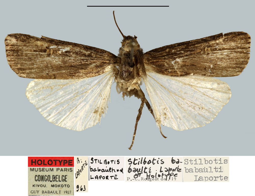 /filer/webapps/moths/media/images/B/babaulti_Stilbotis_HT_MNHN.jpg