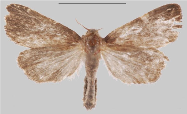 /filer/webapps/moths/media/images/B/babessi_Sesamia_HT_MNHNa.jpg