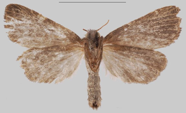 /filer/webapps/moths/media/images/B/babessi_Sesamia_HT_MNHNb.jpg