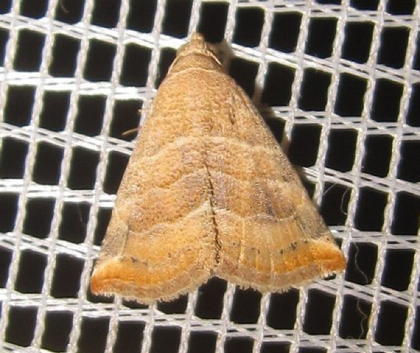 /filer/webapps/moths/media/images/B/baccalix_Eublemma_A_Bippus.jpg
