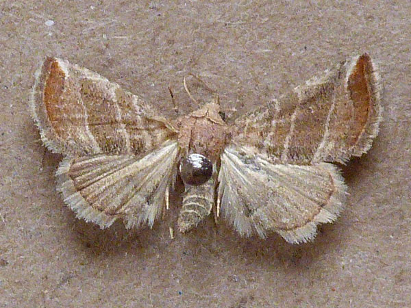 /filer/webapps/moths/media/images/B/baccalix_Eublemma_A_Butler.jpg