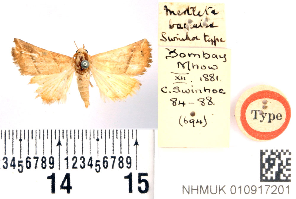 /filer/webapps/moths/media/images/B/baccalix_Mestleta_HT_BMNH.jpg