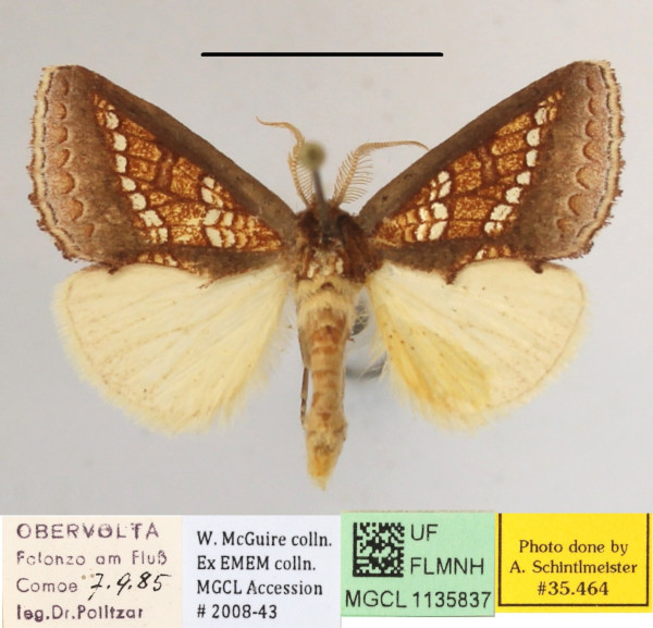 /filer/webapps/moths/media/images/B/baccata_Baliopteryx_A_MGCLa_01.JPG