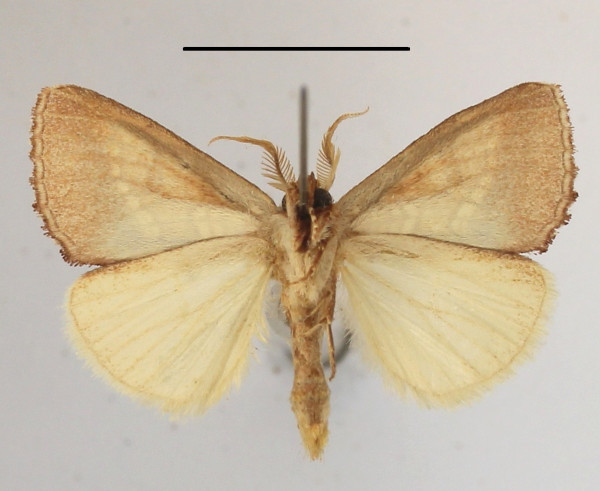 /filer/webapps/moths/media/images/B/baccata_Baliopteryx_A_MGCLb_01.JPG