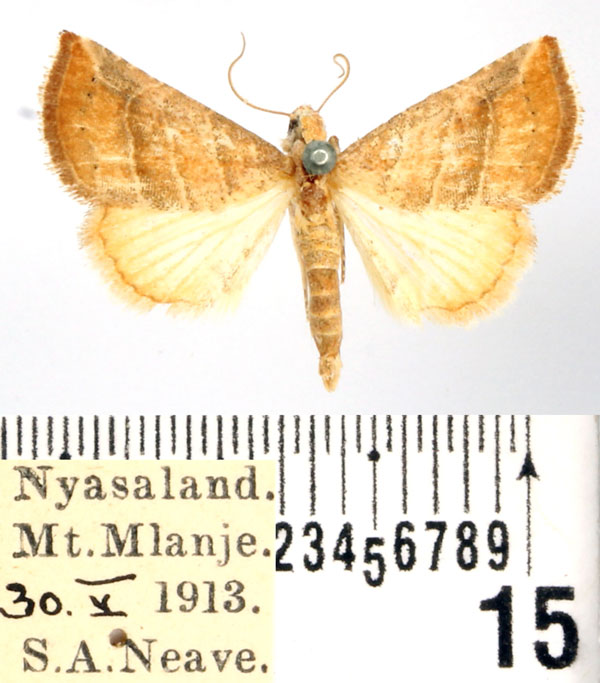/filer/webapps/moths/media/images/B/baccatrix_Eublemma_AF_BMNH.jpg