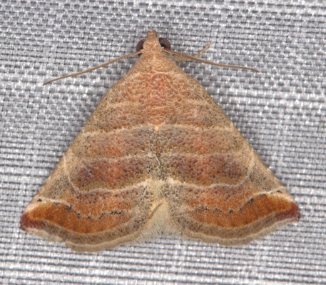 /filer/webapps/moths/media/images/B/baccatrix_Eublemma_A_Heyns_01.jpg