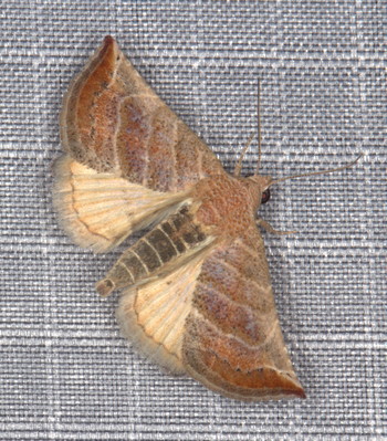/filer/webapps/moths/media/images/B/baccatrix_Eublemma_A_Heyns_02.jpg