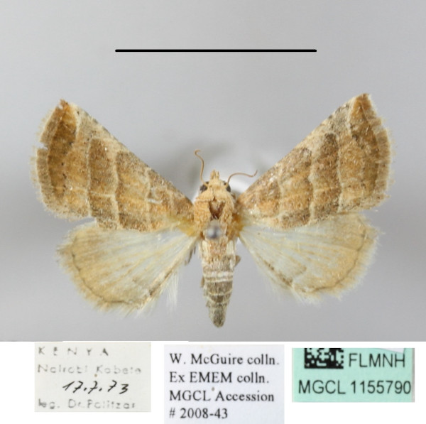 /filer/webapps/moths/media/images/B/baccatrix_Eublemma_A_MGCLa_01.JPG