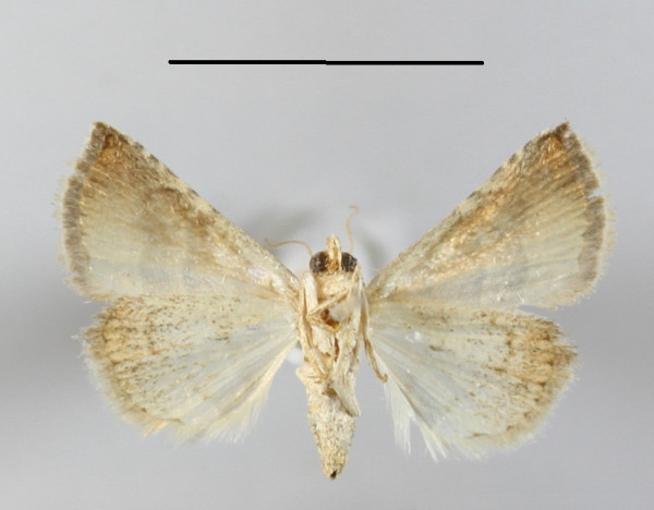 /filer/webapps/moths/media/images/B/baccatrix_Eublemma_A_MGCLb_01.JPG