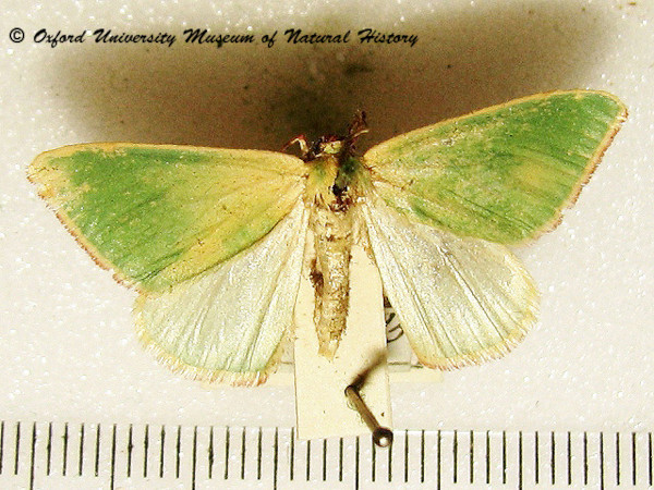 /filer/webapps/moths/media/images/B/bacoti_Omphax_A_OUMNH.jpg