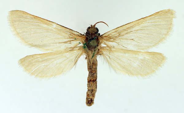/filer/webapps/moths/media/images/B/bacotii_Eudalaca_AF_TMSA.jpg