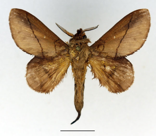 /filer/webapps/moths/media/images/B/badia_Gastromega_AM_Basquin_02.jpg