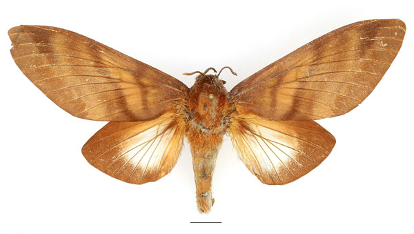 /filer/webapps/moths/media/images/B/badia_Gonometa_AF_Basquin.jpg