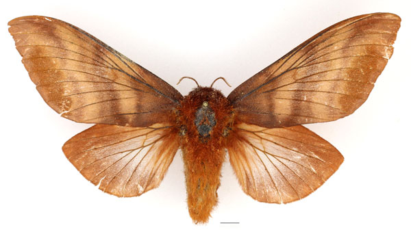 /filer/webapps/moths/media/images/B/badia_Gonometa_AF_Basquin_02.jpg