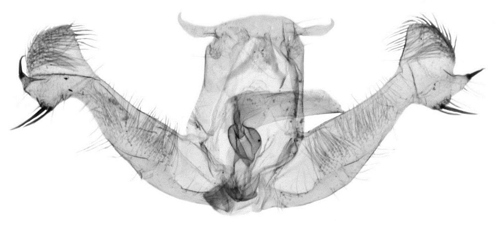 /filer/webapps/moths/media/images/B/badplaasia_Strepsicrates_GMHT_Bassi_6340.jpg