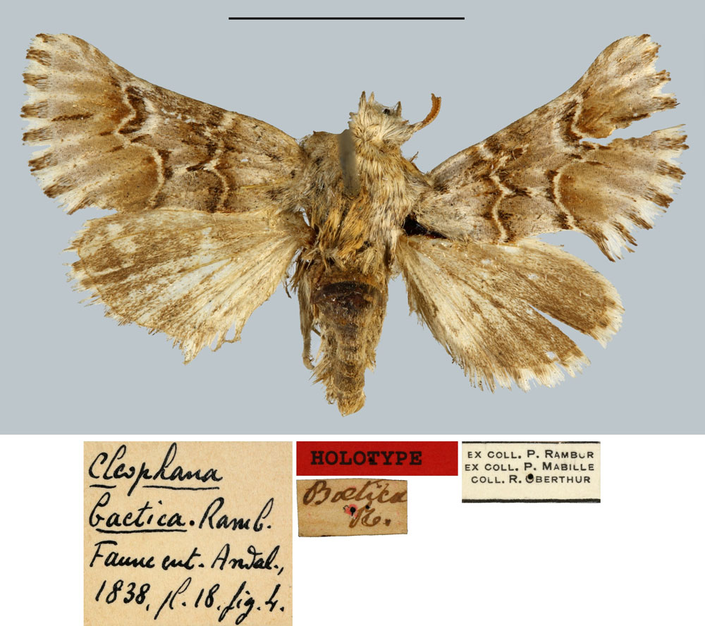 /filer/webapps/moths/media/images/B/baetica_Cleophana_HT_MNHN.jpg