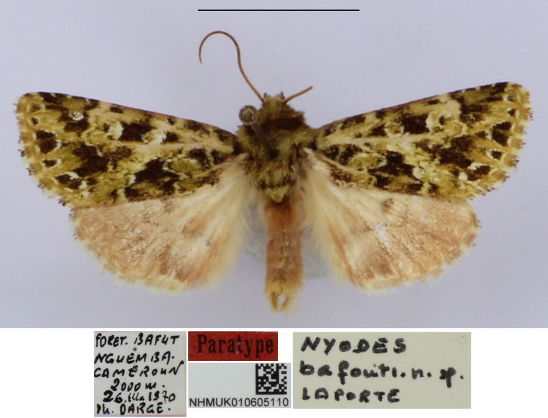 /filer/webapps/moths/media/images/B/bafouti_Nyodes_PTM_BMNH.jpg