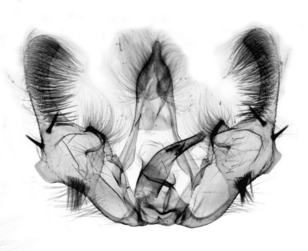 /filer/webapps/moths/media/images/B/bagamoyo_Afroploce_GMHT_ZMJU_1471.jpg
