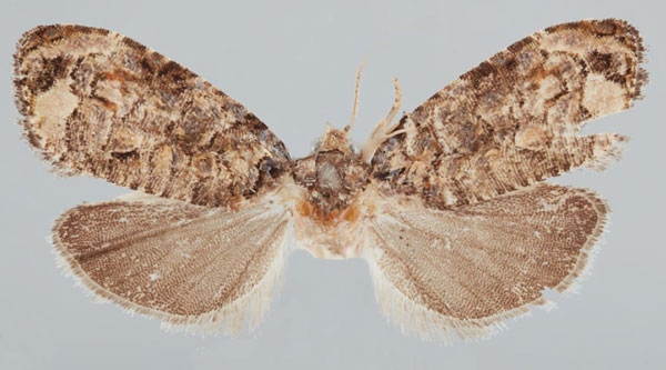 /filer/webapps/moths/media/images/B/bagamoyo_Gibbalaria_AF_USNM.jpg