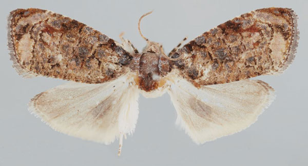 /filer/webapps/moths/media/images/B/bagamoyo_Gibbalaria_AM_USNM.jpg