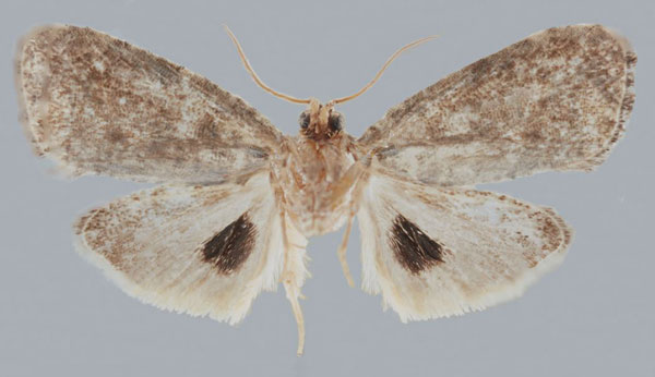 /filer/webapps/moths/media/images/B/bagamoyo_Gibbalaria_AM_USNMa.jpg