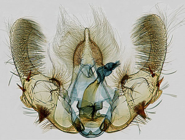 /filer/webapps/moths/media/images/B/bagamoyo_Gibbalaria_GM_TMSA.jpg