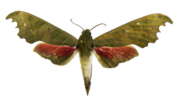 /filer/webapps/moths/media/images/B/bainbridgei_Phylloxiphia_AM_MNHN.jpg
