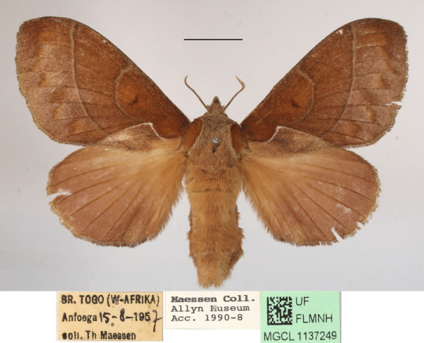 /filer/webapps/moths/media/images/B/bakeri_Streblote_AF_MGCLa_01.JPG