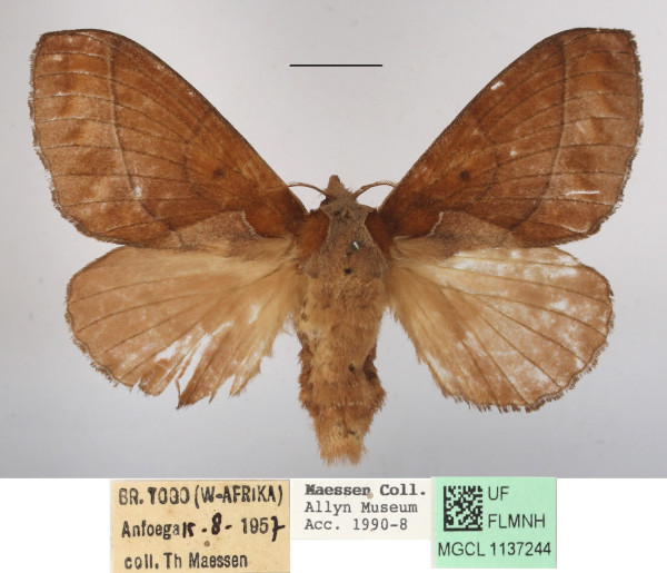 /filer/webapps/moths/media/images/B/bakeri_Streblote_AF_MGCLa_02.JPG