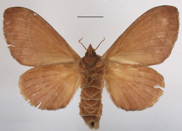 /filer/webapps/moths/media/images/B/bakeri_Streblote_AF_MGCLb_01.JPG