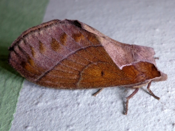 /filer/webapps/moths/media/images/B/bakeri_Streblote_A_Ajibade.jpg