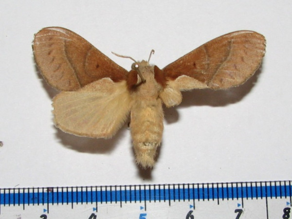 /filer/webapps/moths/media/images/B/bakeri_Streblote_A_Goff_01_t0KItHs.jpg